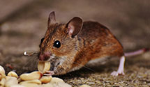 24 Hour & Emergency Exterminators in Frankenmuth, MI